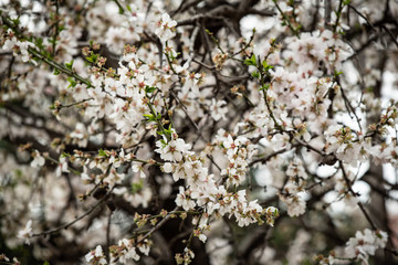 cherry blossom