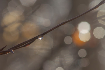 Drops twinkle on branches in the sunlight