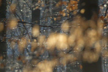 Drops twinkle on branches in the sunlight