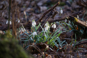 Snowdrops grow between foliage in the forest