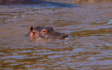 A hippo swimming in the waters of Mara river inside Masai Mara National Park during a wildlife safari