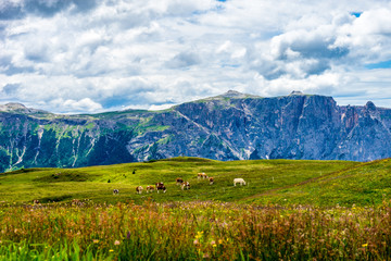 Alpe di Siusi, Seiser Alm with Sassolungo Langkofel Dolomite, a herd of sheep grazing on a lush green field