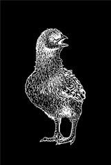 Fototapeta premium Graphical hand-drawn chick isolated on black background, vector illustration
