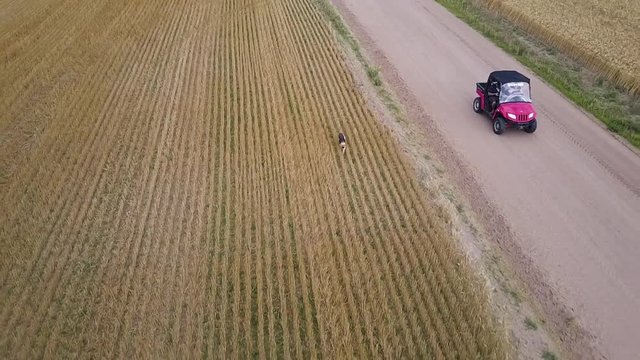 Aerial shot of a dog running through a golden wheat field chasing a red ATV in Kansas, USA