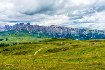 Fototapeta na wymiar Alpe di Siusi, Seiser Alm with Sassolungo Langkofel Dolomite, a herd of sheep grazing on a lush green field