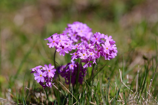 Mehlprimel (Primula farinosa) oder Mehlige Schlüsselblume