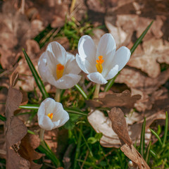 Wild crocus flowers on woodland walk