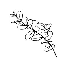 Eucalyptus illustration on white background