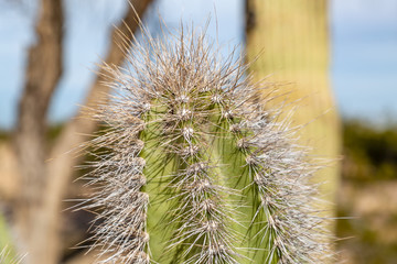 Obraz premium A close up of a cactus with an abundance of spikes