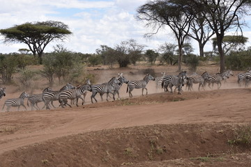 Obraz premium Herd of plains zebras in Serengeti National Park, Tanzania