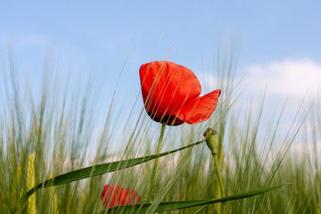 Klatschmohn im Getreidefeld