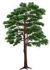 Big tree, hand drawn illustration - illustration