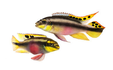 Breed Pulcher kribensis with swarm fry fish cichlid  Aquarium fish  Pelvicachromis pulcher