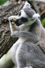 Lemur in Veszprem Zoo