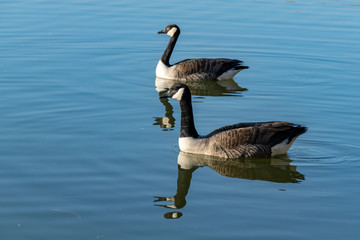 Canada goose (branta canadensis) swimming on a calm lake with reflection