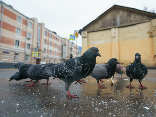 Flock of pigeons feeding at the city street