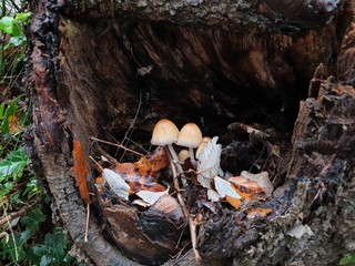 Champignons dans une souche mois d'automne couple feuille arbre mort