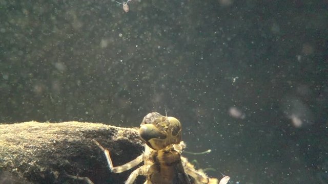 Libellenlarve jagt Wasserfl&ouml;he mit Fangmaske, Zeitlupe 10x