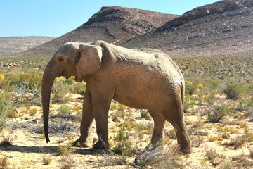 Fototapeta na wymiar The elephant safari in cape town , south africa