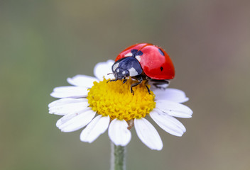 ladybug on a flower © mehmetkrc