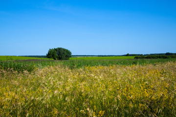 Nature in the steppe part of Russia in summer