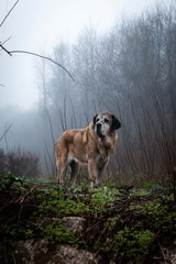 dog in the foggy forest 