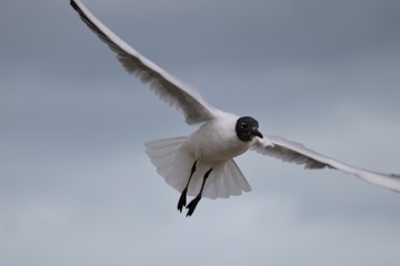 Mouette mélanocéphale