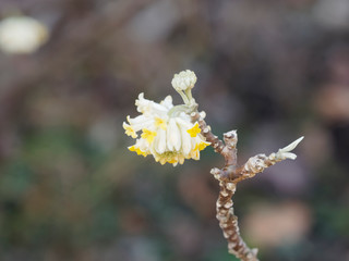 Le Buisson à papier oriental (Edgeworthia papyrifera) en cours de floraison. Une plante aux fleurs jaunes or en grappes et parfumées aux extrêmités des branches nues