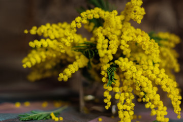 yellow flowers of acacia  in spring