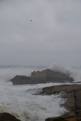 waves crashing on rocks with a flying seagull