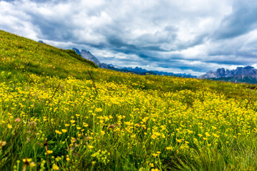 Obraz premium Alpe di Siusi, Seiser Alm with Sassolungo Langkofel Dolomite, a yellow flower in a field