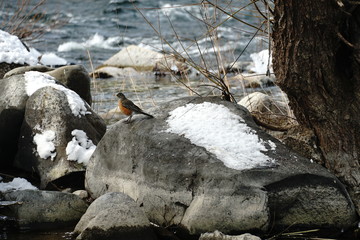 bird on rock