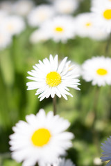 Daisies symbolize innocence and purity. the daisy is Freya's sacred flower. Freya is the goddess of love, beauty, and fertility, and as such the daisy came by symbolize childbirth.  