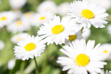 Plakat Daisies symbolize innocence and purity. the daisy is Freya's sacred flower. Freya is the goddess of love, beauty, and fertility, and as such the daisy came by symbolize childbirth. 
