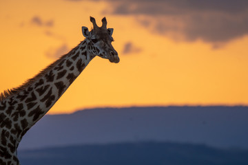 A giraffe face closeup in the plains of Africa with a beautiful sunset in the background inside Masai Mara National Park during a wildlife safari