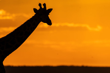 Silhouette of giraffe neck closeup in the plains of Africa with a beautiful sunset in the background inside Masai Mara National Park during a wildlife safari