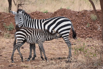 Fototapeta na wymiar Baby zebra sucking milk in Serengeti National Park, Tanzania