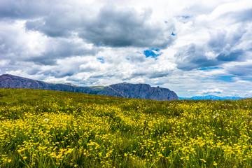 Alpe di Siusi, Seiser Alm with Sassolungo Langkofel Dolomite, a yellow flower in a field with a mountain in the background