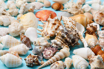 seashells on blue background. Summer holidays concept. Sunny sea holidays background. 