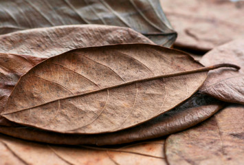 Autumn background with dried leaves from natural forest. Lines of plant leaf. Texture of many dry yellow tree parts