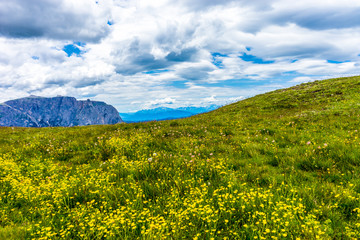 Alpe di Siusi, Seiser Alm with Sassolungo Langkofel Dolomite, a flower in a field with a mountain in the background