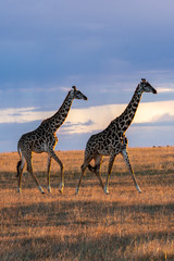 Two giraffes walking in the plains of Africa with a beautiful sunset in the background inside Masai Mara National Park during a wildlife safari