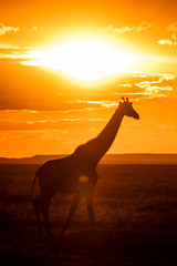 Fototapeta na wymiar A giraffe walking in the plains of Africa with a beautiful sunset in the background inside Masai Mara National Park during a wildlife safari