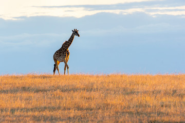 A giraffe walking in the plains of Africa with a beautiful sunset in the background inside Masai Mara National Park during a wildlife safari