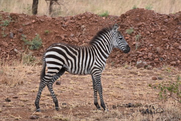 Fototapeta na wymiar Baby plains zebra in Serengeti National Park, Tanzania