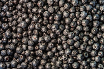 Drying berries of black chokeberry. Black berries of Aronia in pile close-up. Fruit background.