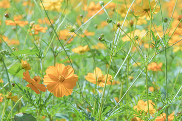 A Cluster of Cosmic Yellow Cosmos Flower in the Garden