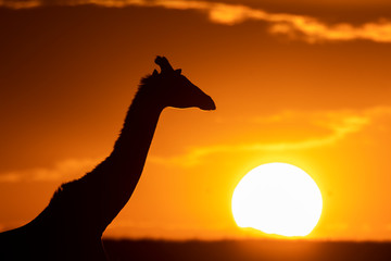 A silhouette of the giraffe walking in the plains of Africa with a beautiful sunset in the background inside Masai Mara National Park during a wildlife safari