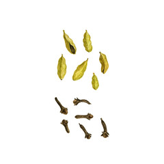 cardamom and cloves drawing in watercolor