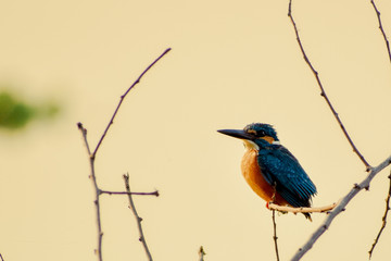 Kingfisher